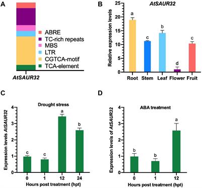 The Arabidopsis SMALL AUXIN UP RNA32 Protein Regulates ABA-Mediated Responses to Drought Stress